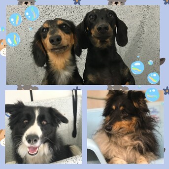 Sydney, Pet Sitting, Trusted Dog Boarding Kennels Near Me &ndash; Safe & Caring Pet Care