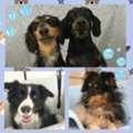 Trusted Dog Boarding Kennels Near Me &ndash; Safe & Caring Pet Care
