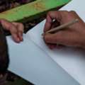 INR 10,  Sustainable Seed Pen Plantable For Office Use