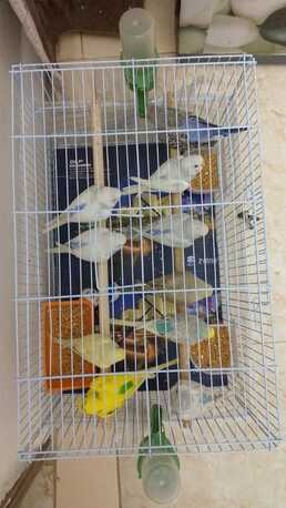 Riyadh, Pet Supplies, SAR 50,  Australian Birds