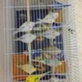 SAR 50,  Australian Birds