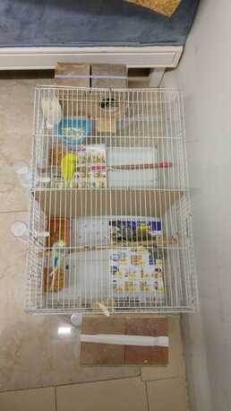 Riyadh, Pet Supplies, SAR 50,  Australian Birds