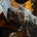 Pet-Friendly Accommodation Moffat &ndash; Stay In Comfort At The Black Bull Inn
