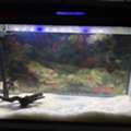 SAR 1000,  Selling My Aquarium