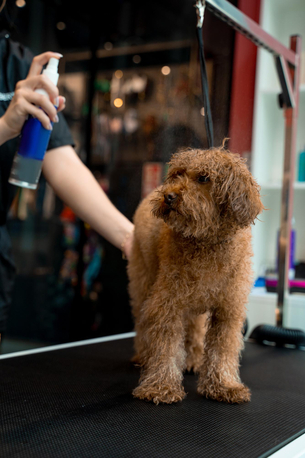 New York, Pet Sitting, Best Grooming Care For Dogs In Fort Worth, TX &ndash; Chewbarka Grooming
