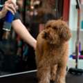 Best Grooming Care For Dogs In Fort Worth, TX &ndash; Chewbarka Grooming