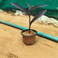 Landscape Engineer