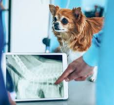 Toronto, Health, Pet Radiology Services For Accurate Diagnosis