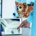 Pet Radiology Services For Accurate Diagnosis