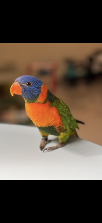 Jeddah, Pet Supplies, SAR 2500,  Trained 8 Month Old Rainbow Lorikeet For Sale (Bird And Accessories)