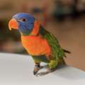 SAR 2500,  Trained 8 Month Old Rainbow Lorikeet For Sale (Bird And Accessories)