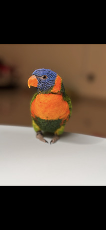 Jeddah, Pet Supplies, SAR 2500,  Trained 8 Month Old Rainbow Lorikeet For Sale (Bird And Accessories)