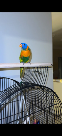 Jeddah, Pet Supplies, SAR 2500,  Trained 8 Month Old Rainbow Lorikeet For Sale (Bird And Accessories)