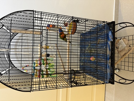 Jeddah, Pet Supplies, SAR 2500,  Trained 8 Month Old Rainbow Lorikeet For Sale (Bird And Accessories)