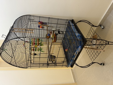 Jeddah, Pet Supplies, SAR 2500,  Trained 8 Month Old Rainbow Lorikeet For Sale (Bird And Accessories)