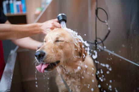 New York, Business, The Pet Parlor Buffalo LLC | Pet Groomer | Dog Grooming Service Buffalo NY