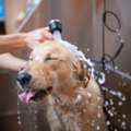 The Pet Parlor Buffalo LLC | Pet Groomer | Dog Grooming Service Buffalo NY