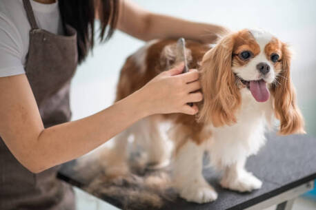 New York, Business, The Pet Parlor Buffalo LLC | Pet Groomer | Dog Grooming Service Buffalo NY