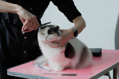New York, Business, The Pet Parlor Buffalo LLC | Pet Groomer | Dog Grooming Service Buffalo NY