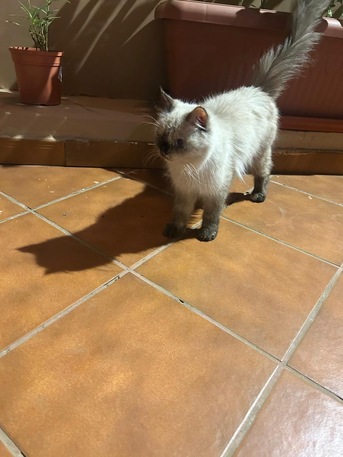 Jeddah, Pet Adoption, Beautiful Himalayan Cat For Adoption