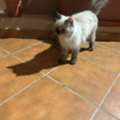 Beautiful Himalayan Cat For Adoption