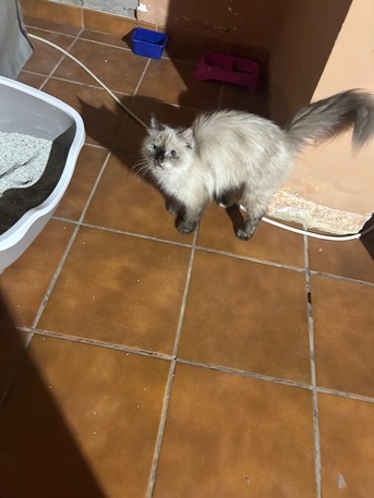 Jeddah, Pet Adoption, Beautiful Himalayan Cat For Adoption