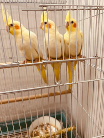 Riyadh, Pet Supplies, SAR 1,  Cocktail Parrot