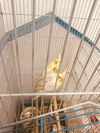 Riyadh, Pet Supplies, SAR 1,  Cocktail Parrot