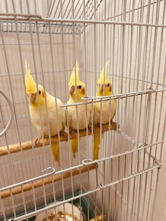 Riyadh, Pet Supplies, SAR 1,  Cocktail Parrot