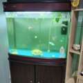 SAR 350,  Big Fish Aquarium With Complete Accessories, Fishes And Food