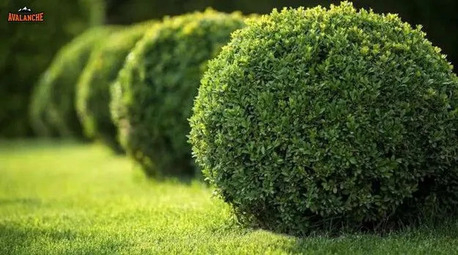 New York, Farm/Garden, Avalanche Tree And Landscaping LLC