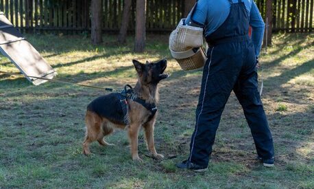 Kolkata, Pet Sitting, Dog Training Service In Kolkata