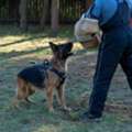 Dog Training Service In Kolkata