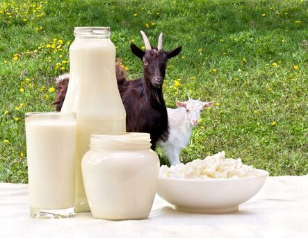 Goa, Health, Why Do People Switch To Goat Milk Formula?