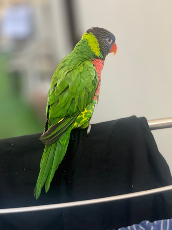 Riyadh, Pet Supplies, SAR 2500,  Hand-Tamed Lorikeets