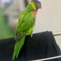 SAR 2500,  Hand-Tamed Lorikeets