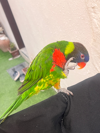 Riyadh, Pet Supplies, SAR 2500,  Hand-Tamed Lorikeets