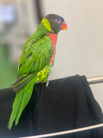 Riyadh, Pet Supplies, SAR 2500,  Hand-Tamed Lorikeets