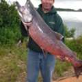 King Salmon Fishing In Alaska
