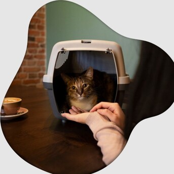 San Diego, Pet Sitting, West Coast Paws Tips Beverly Hills Cat Sitter Secrets