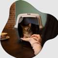 West Coast Paws Tips Beverly Hills Cat Sitter Secrets