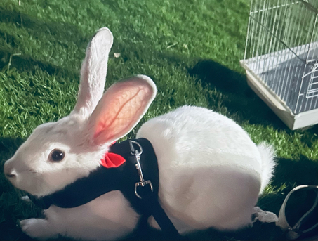 Dammam, Pet Supplies, SAR 200,  Rabbit