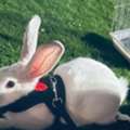 SAR 200,  Rabbit