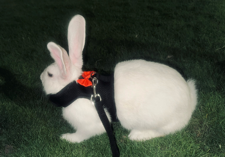 Dammam, Pet Supplies, SAR 200,  Rabbit
