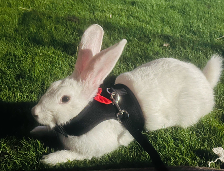 Dammam, Pet Supplies, SAR 200,  Rabbit