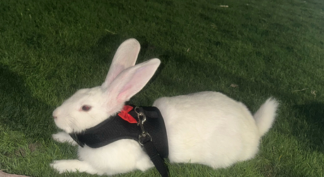 Dammam, Pet Supplies, SAR 200,  Rabbit