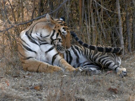 New Delhi, Travel, Embark On An Adventurous Journey: Pench Tiger Safari