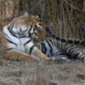 Embark On An Adventurous Journey: Pench Tiger Safari