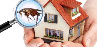 Sydney, Pest Control, Informed Building Inspections