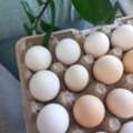 BHD 2,  Bahraini Eggs | بيض بحريني